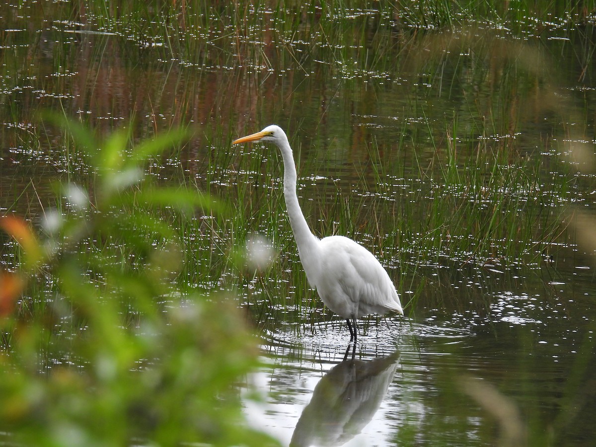 Great Egret - Harley Gómez Ramírez