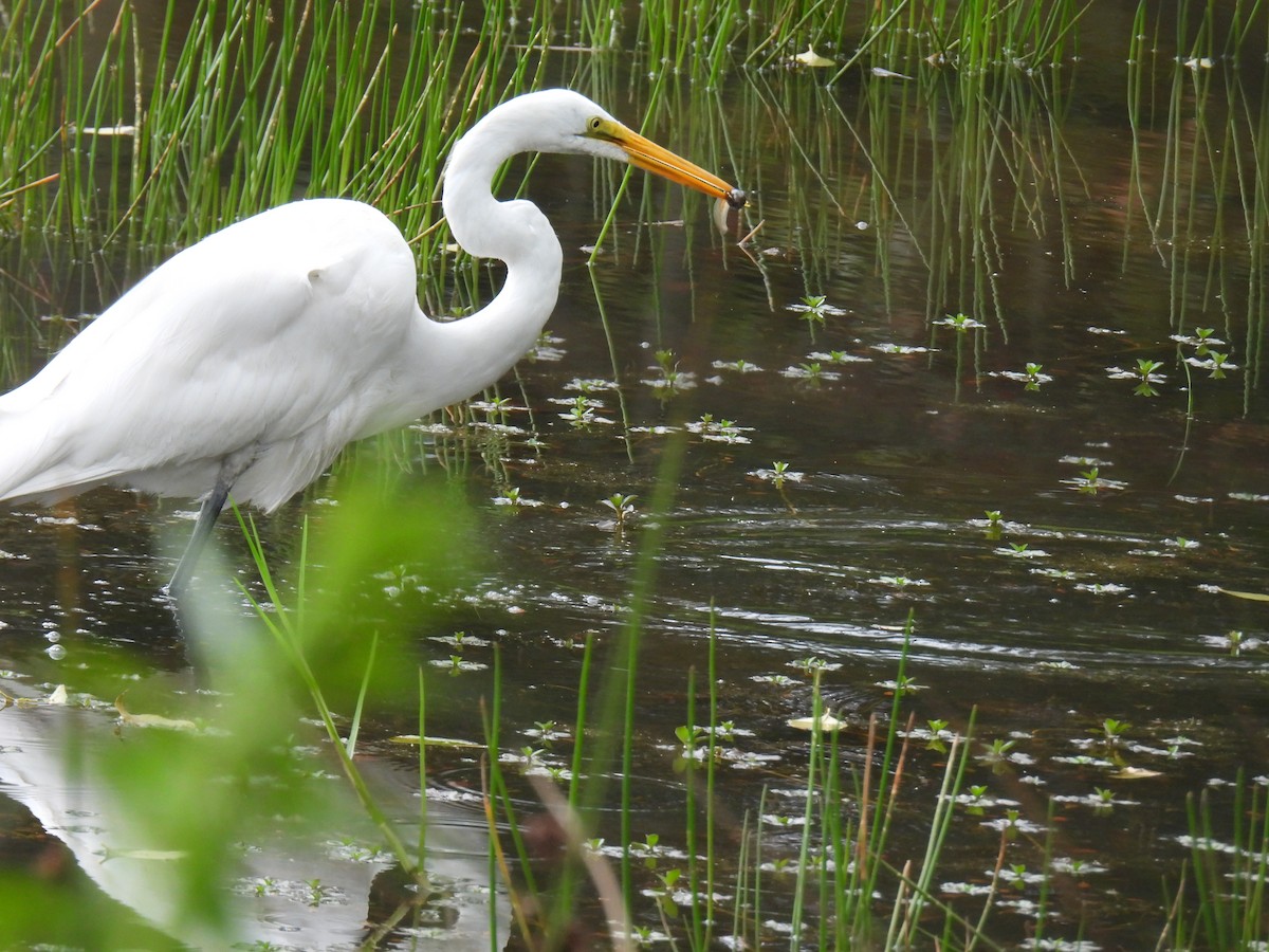 Great Egret - Harley Gómez Ramírez