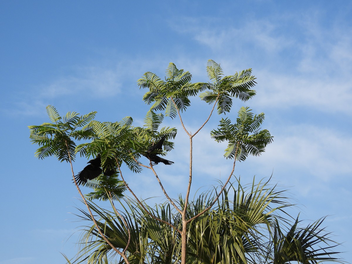 American Crow - Bonnie Brown