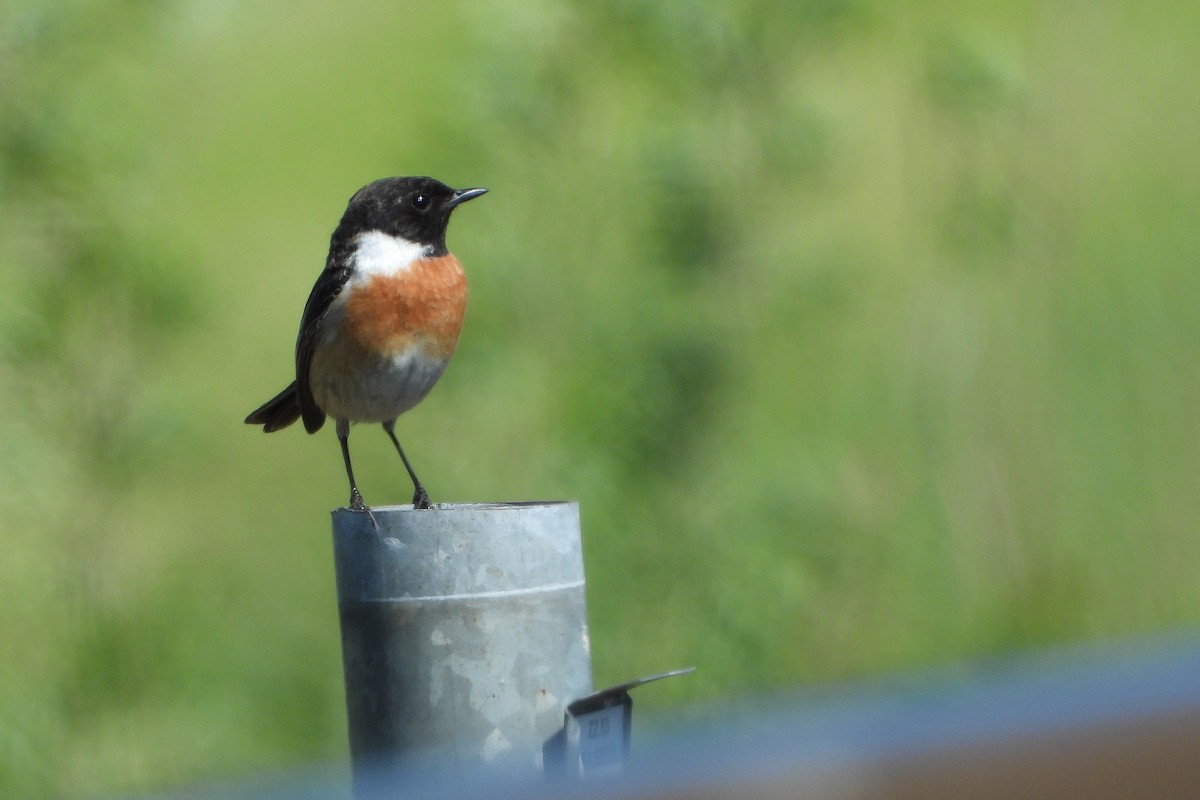 European Stonechat - Jiří Bartoš