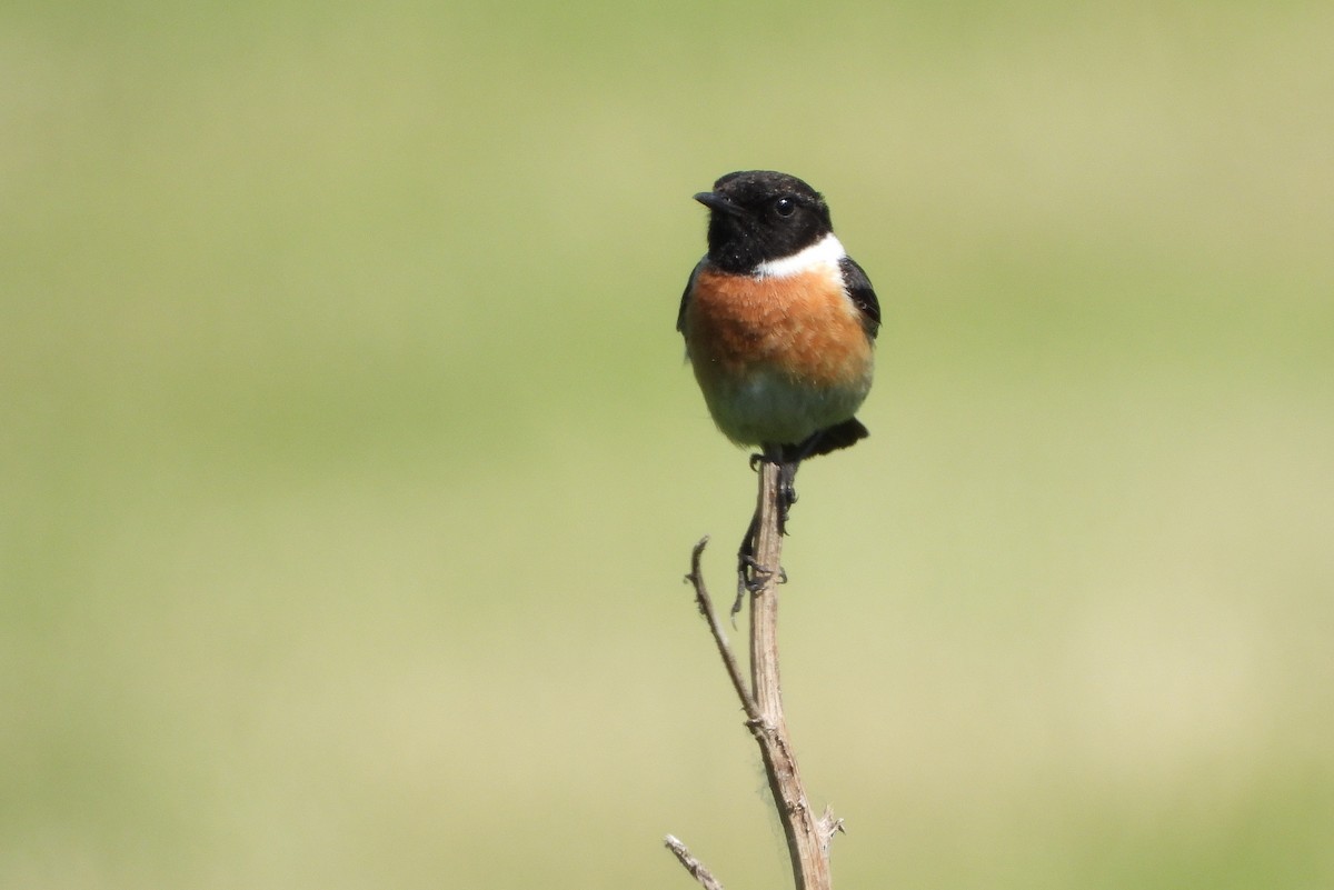 European Stonechat - Jiří Bartoš