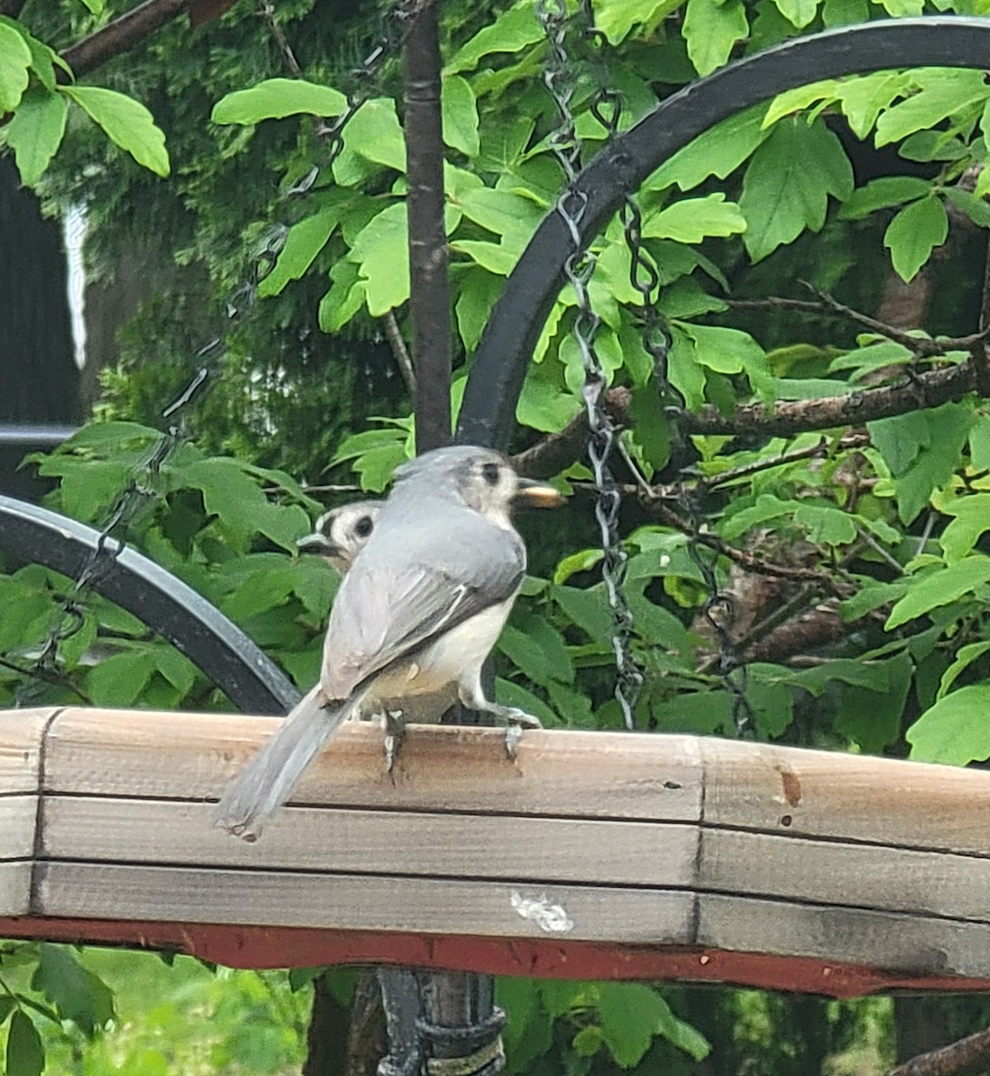 Tufted Titmouse - Scott Harp