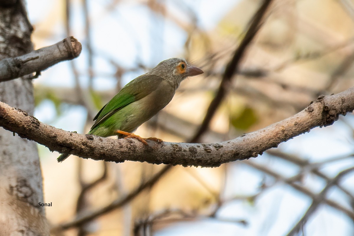 Brown-headed Barbet - ML619135544