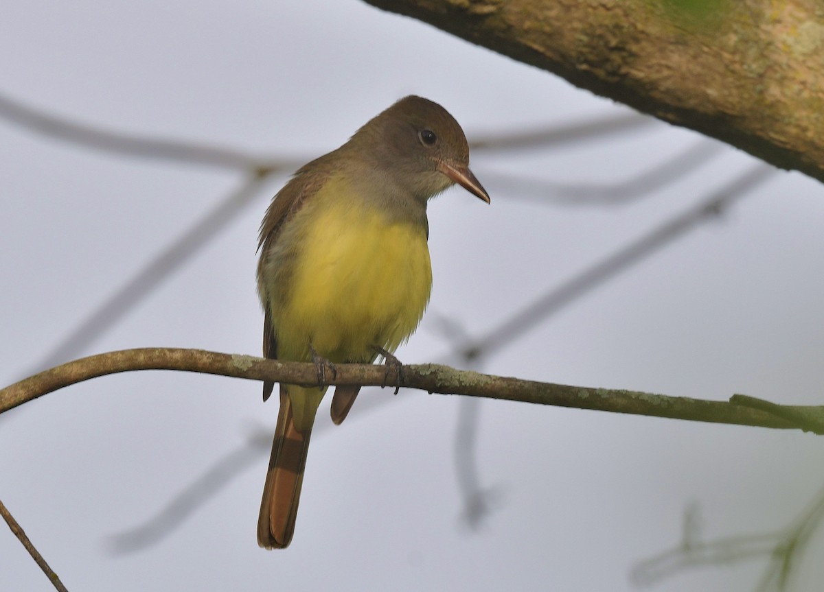 Great Crested Flycatcher - ML619135547