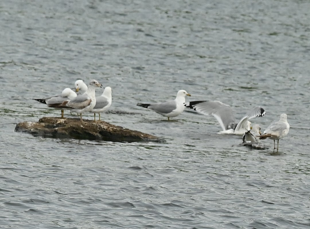 Ring-billed Gull - Regis Fortin