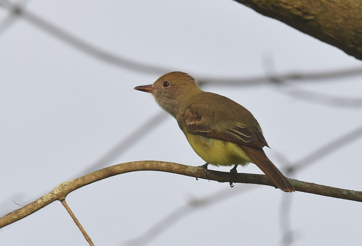 Great Crested Flycatcher - ML619135551