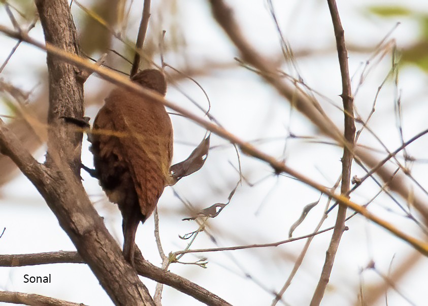 Rufous Woodpecker - ML619135554