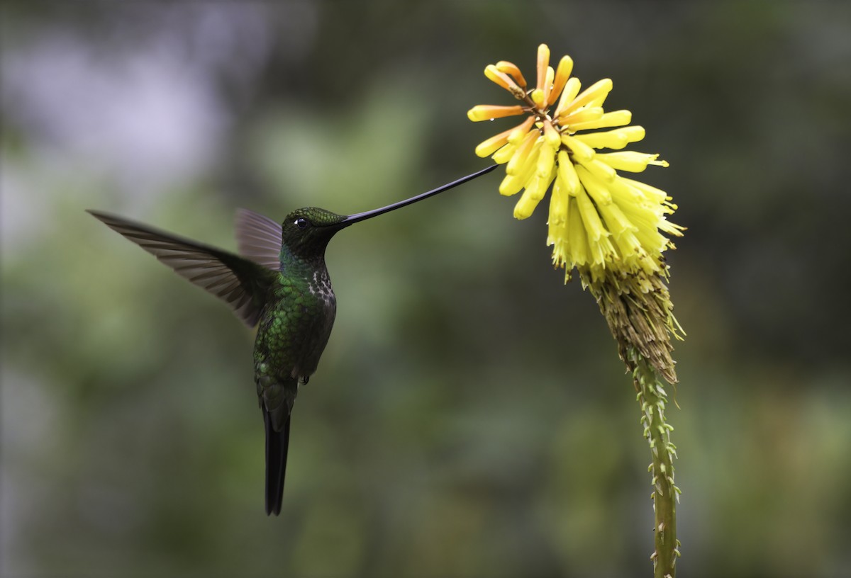Sword-billed Hummingbird - Alex Mesquita