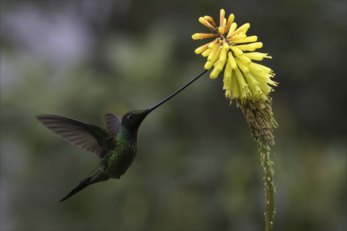 Sword-billed Hummingbird - Alex Mesquita