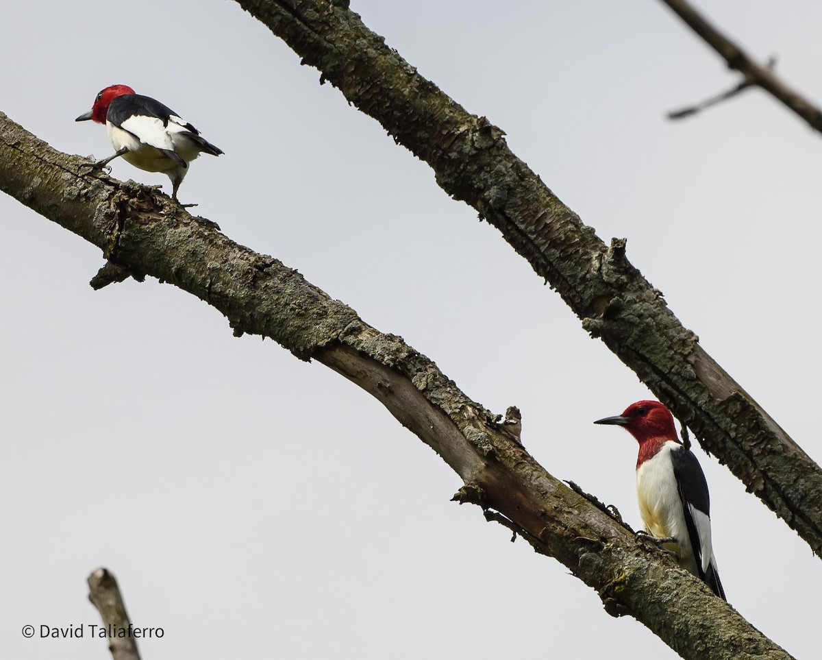 Red-headed Woodpecker - David Taliaferro