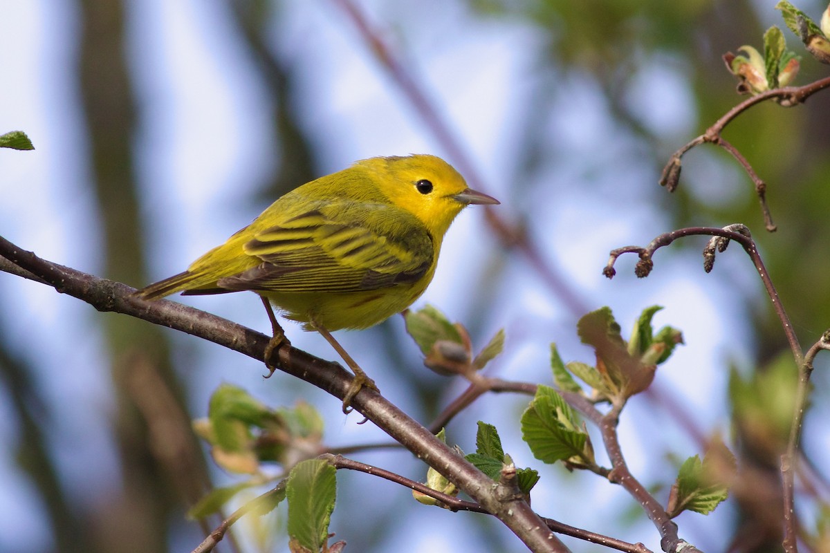 Yellow Warbler - George Forsyth