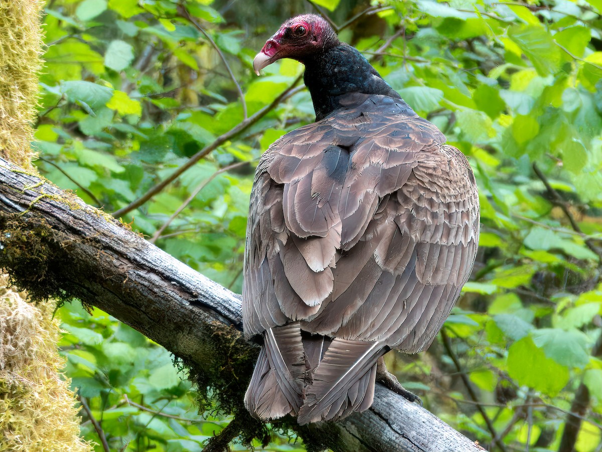 Turkey Vulture - Dan Tallman