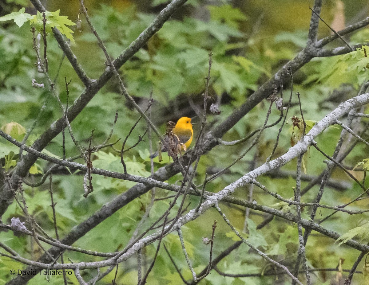 Prothonotary Warbler - David Taliaferro