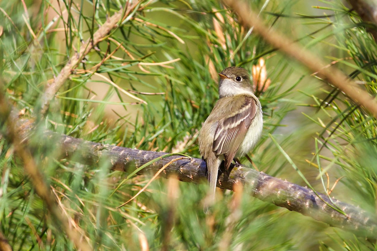 Least Flycatcher - George Forsyth