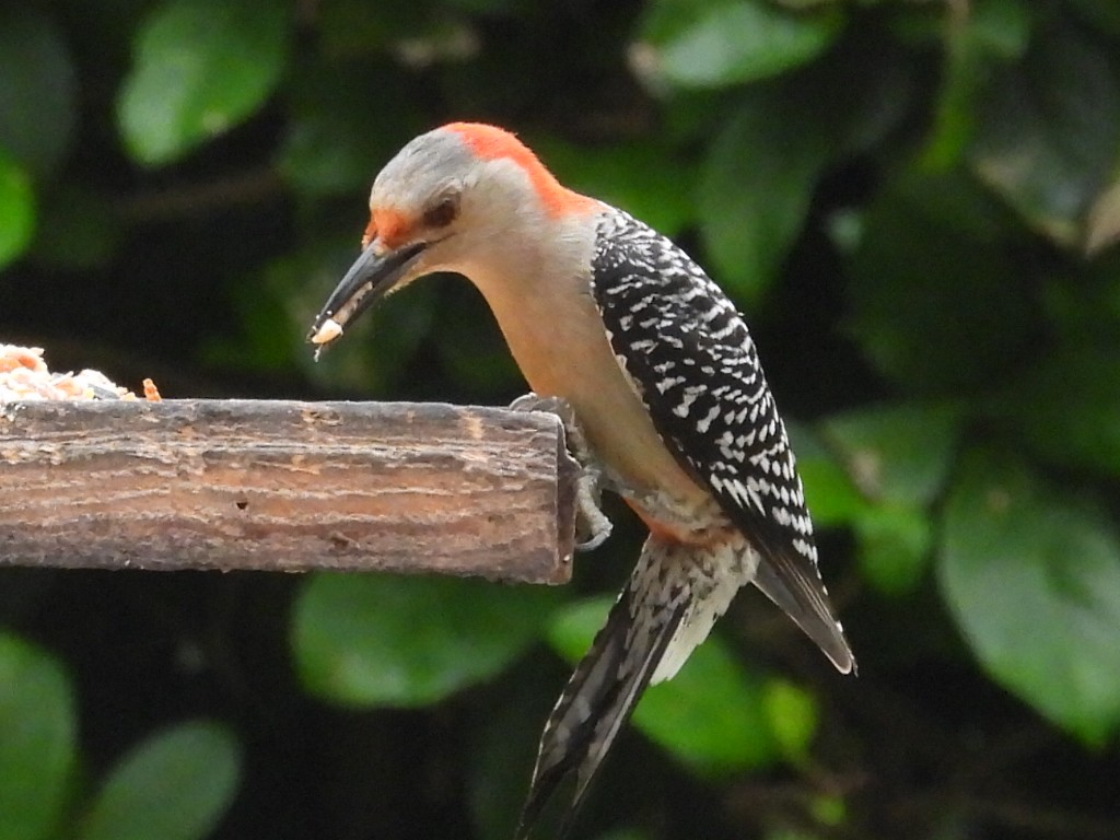 Red-bellied Woodpecker - Bonnie Brown