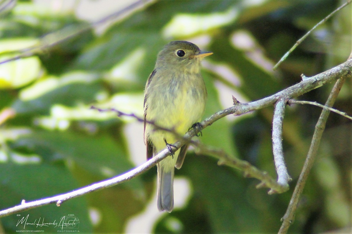 Yellow-bellied Flycatcher - Manuel de Jesus Hernandez Ancheita