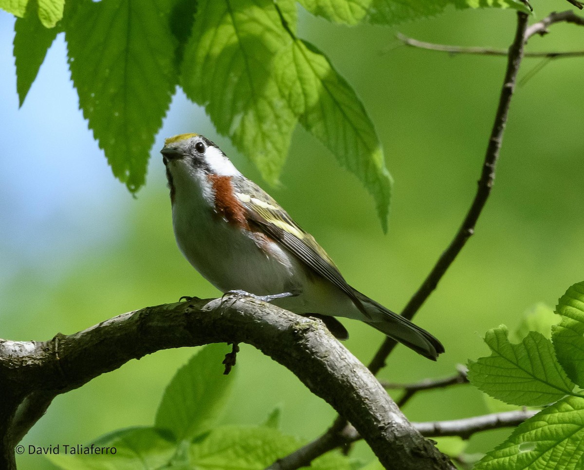 Chestnut-sided Warbler - David Taliaferro