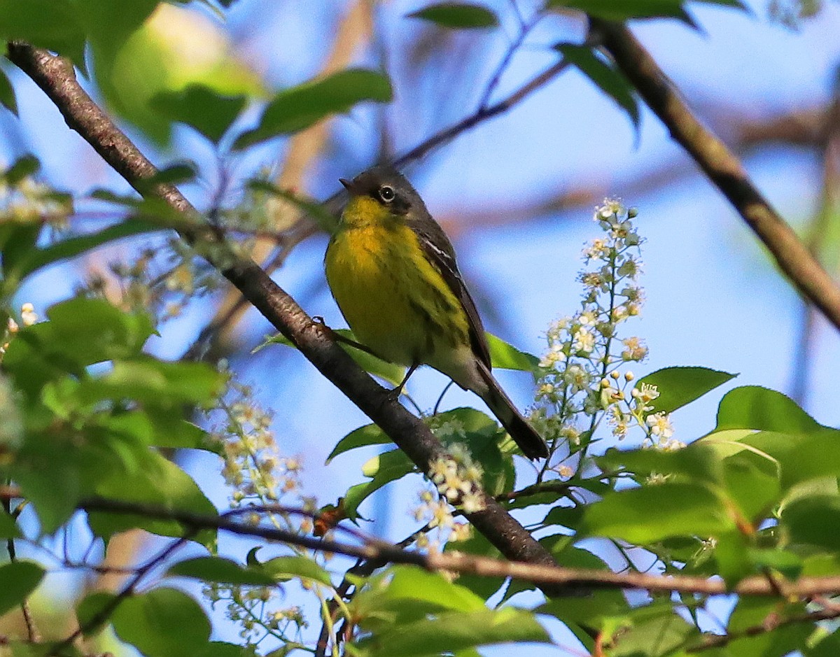 Magnolia Warbler - Mike Mencotti