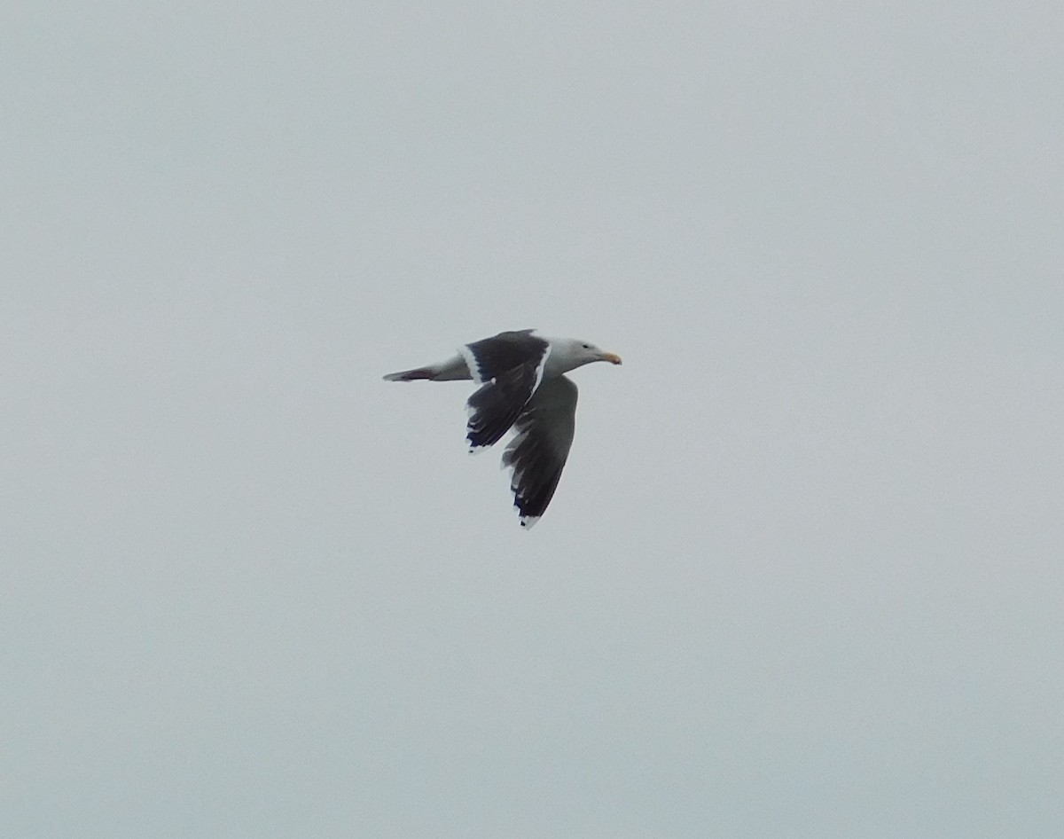 Great Black-backed Gull - Esther Benoit