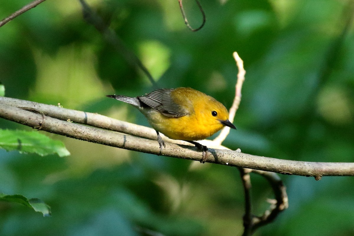 Prothonotary Warbler - John Manger