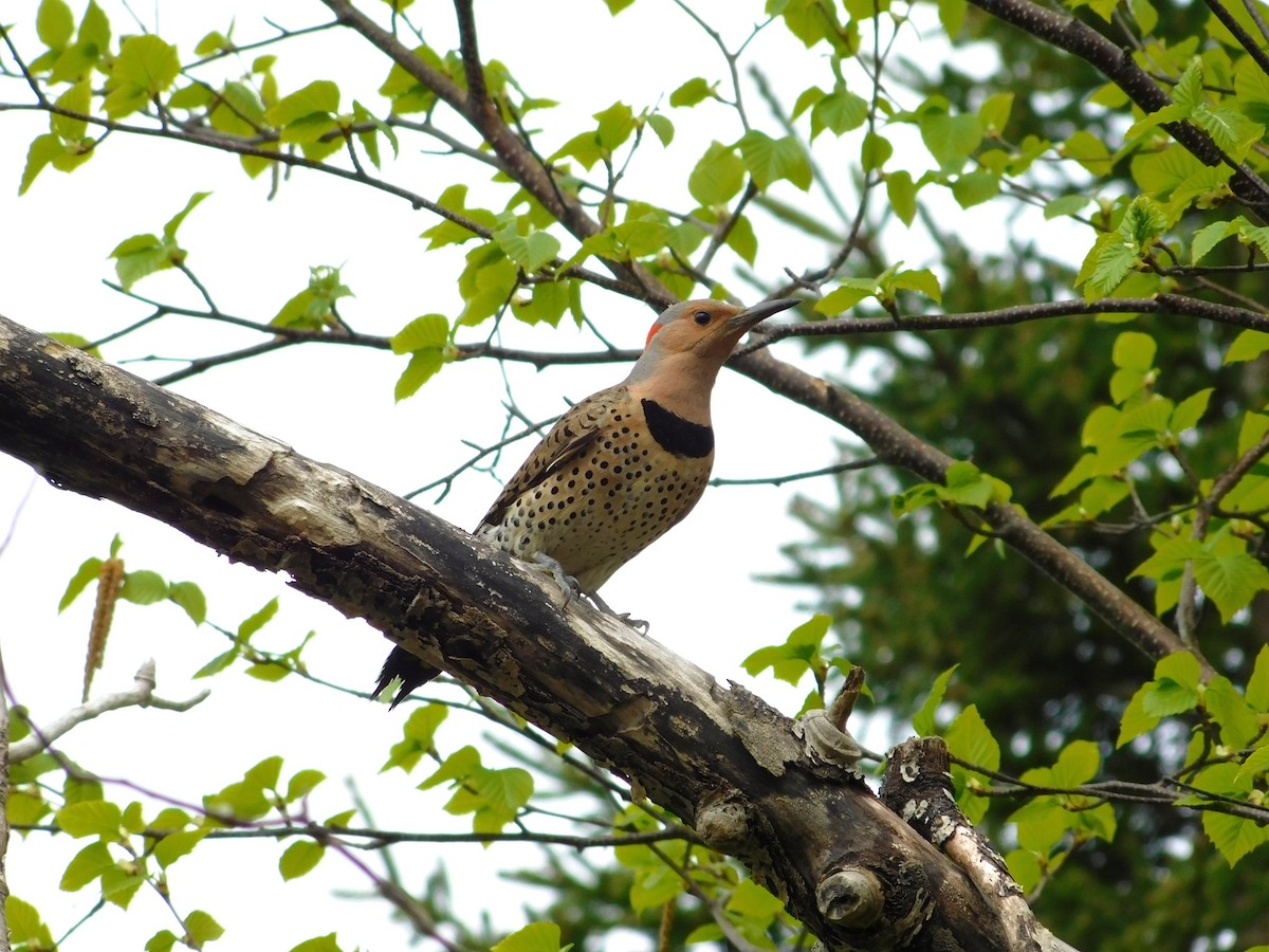 Northern Flicker - Esther Benoit