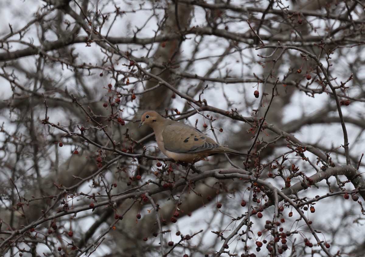 Mourning Dove - PC Smith