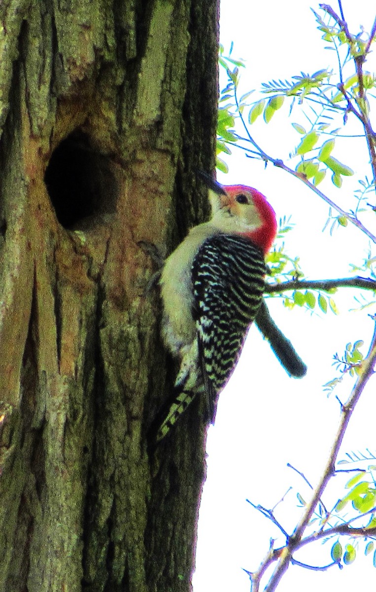 Red-bellied Woodpecker - Fred Kachmarik