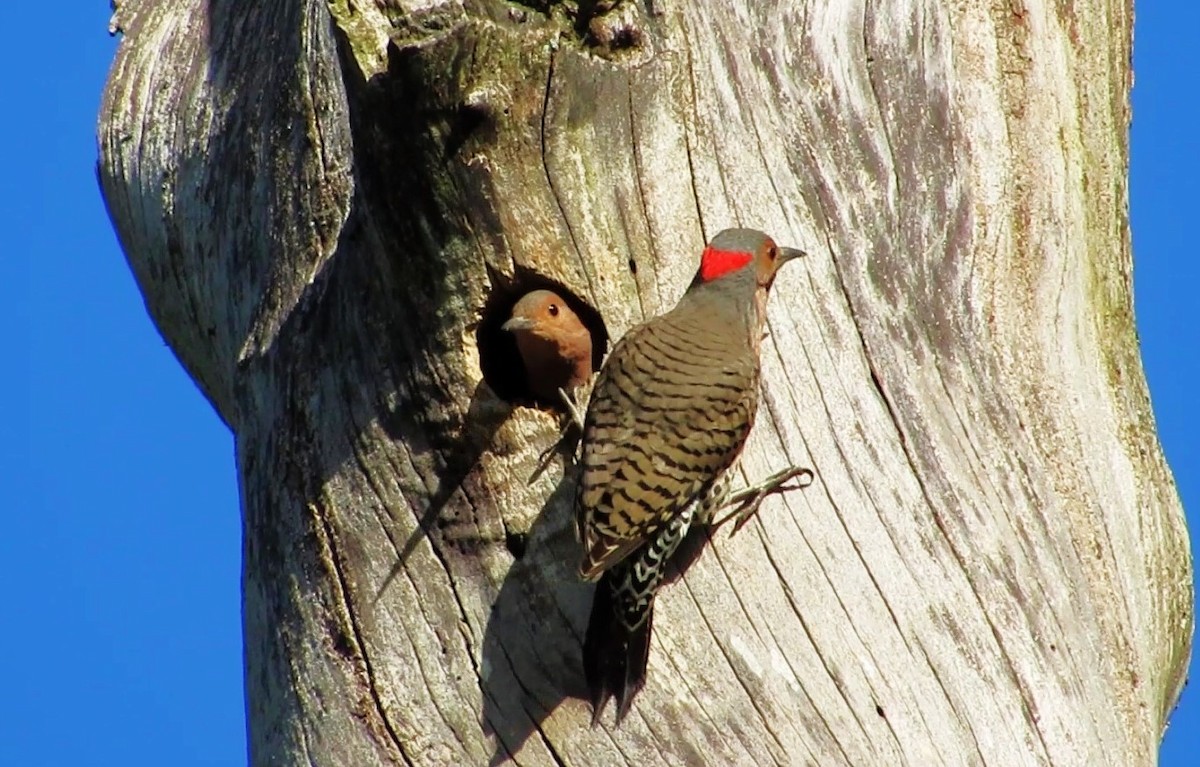 Northern Flicker - Fred Kachmarik