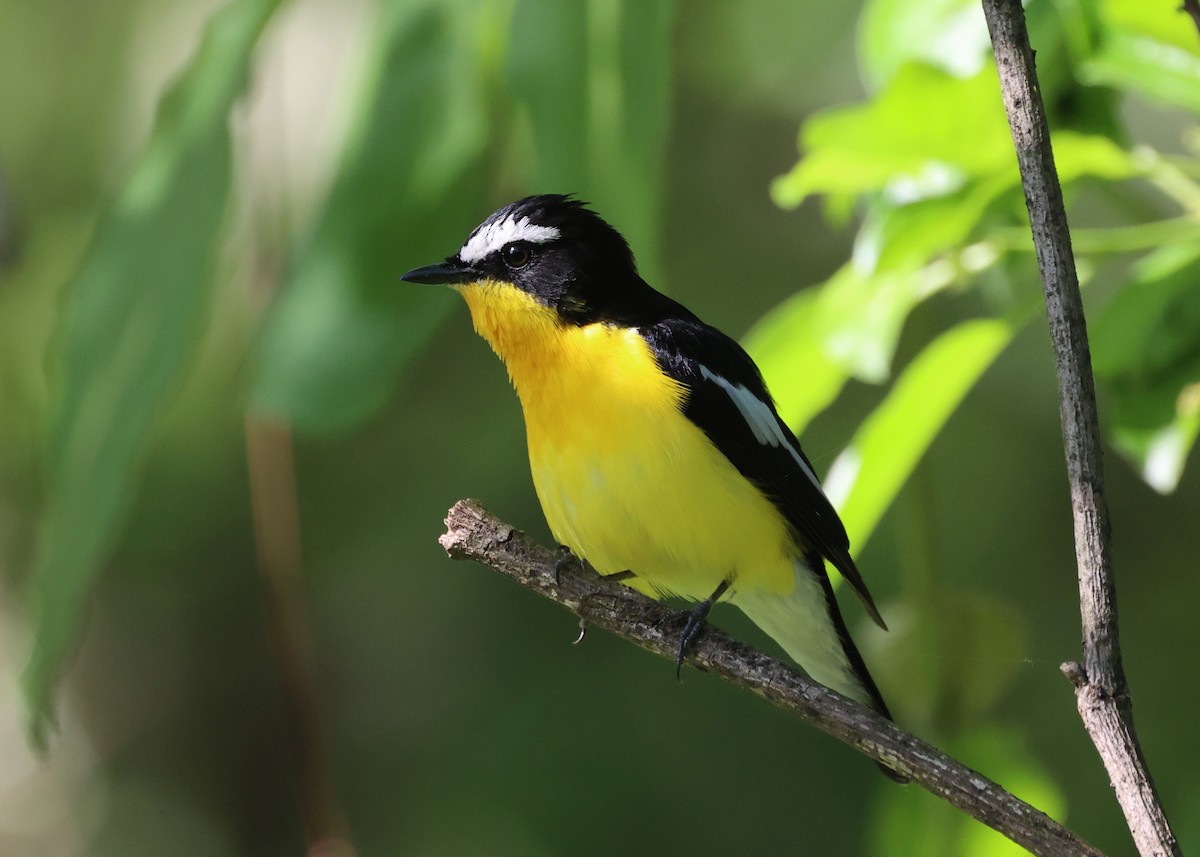 Yellow-rumped Flycatcher - ML619135734