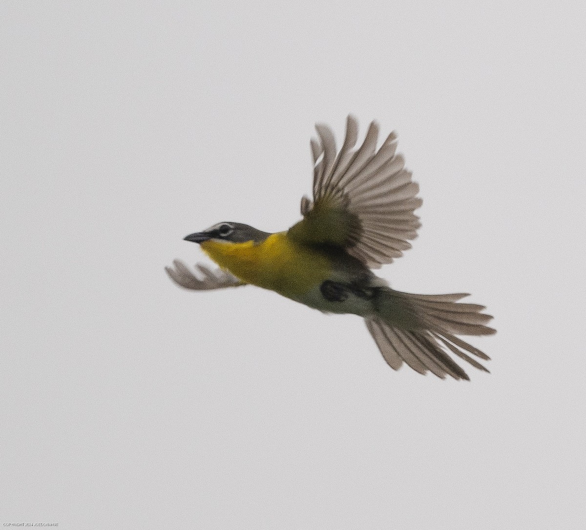 Yellow-breasted Chat - Joe Donahue