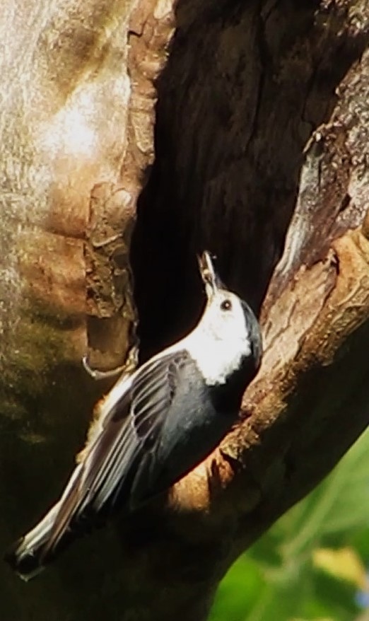 White-breasted Nuthatch - Fred Kachmarik