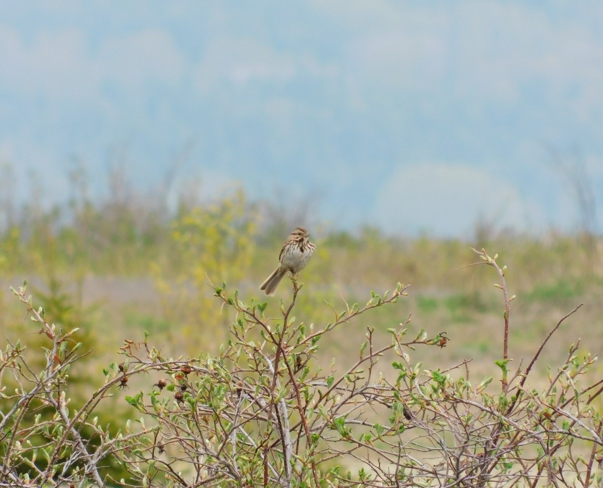 Song Sparrow - Esther Benoit