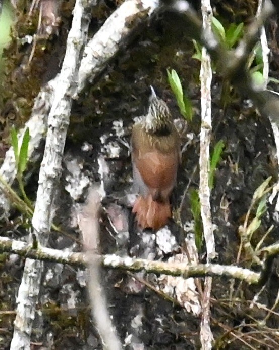 Streak-headed Woodcreeper - Nancy Blaze