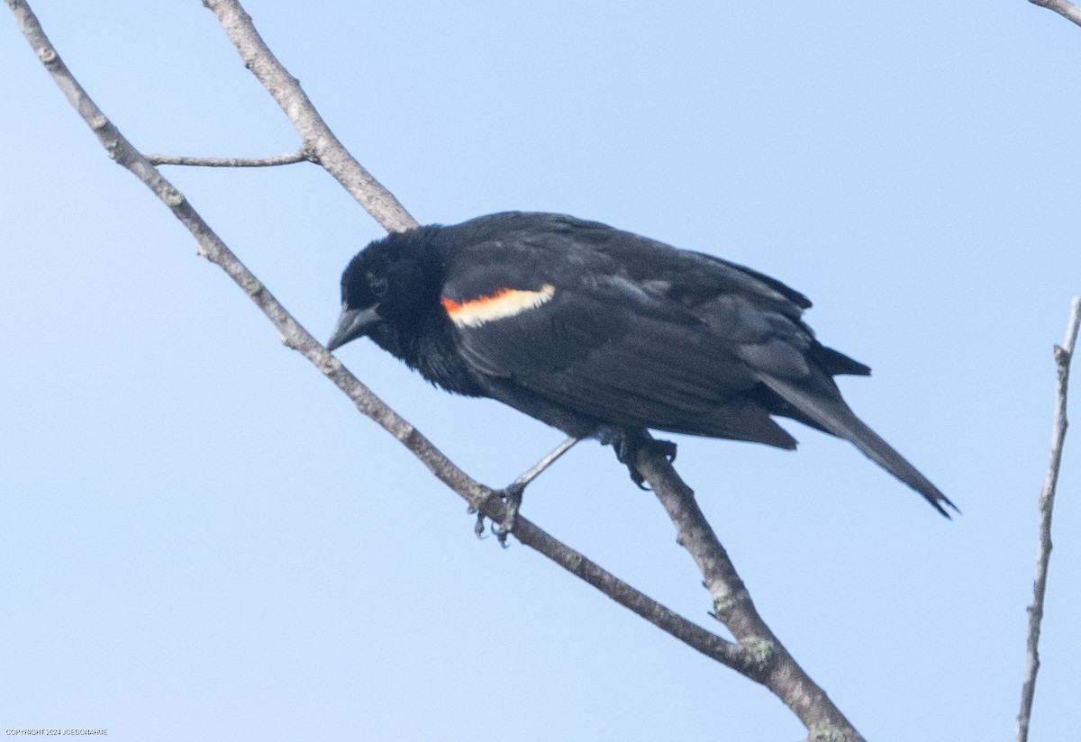 Red-winged Blackbird - Joe Donahue