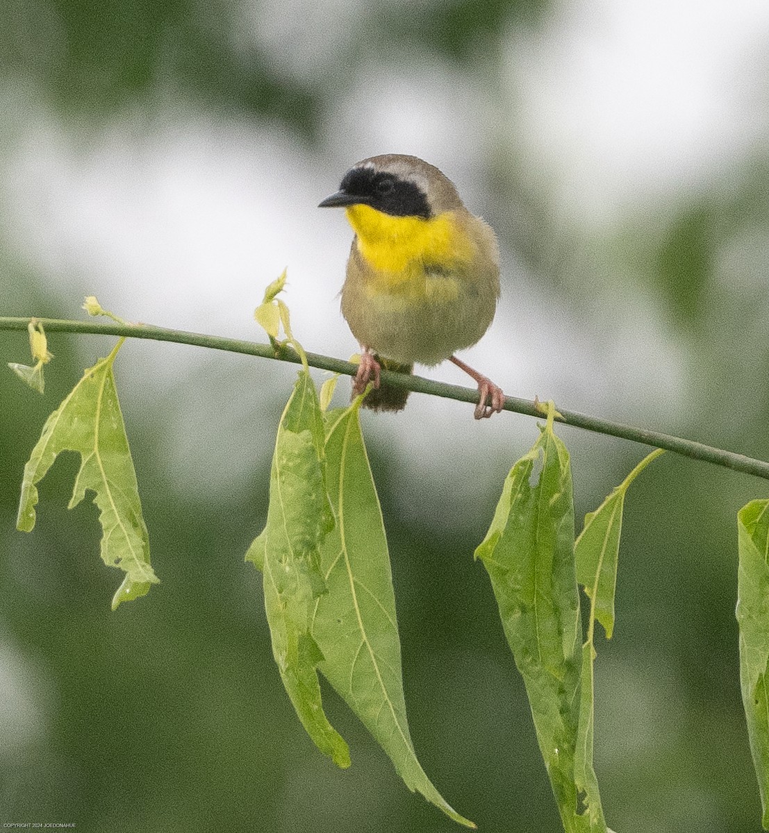 Common Yellowthroat - Joe Donahue