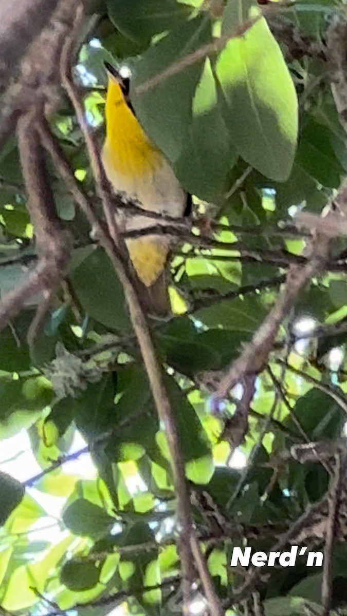 Common Yellowthroat - Larry Littrell