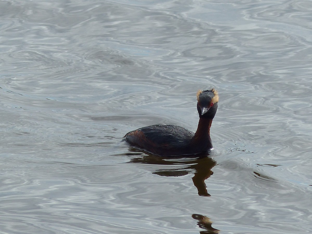 Horned Grebe - Coleta Holzhäuser