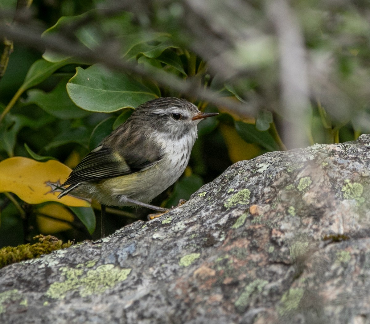 Rifleman - Hoeckman's Wildlife