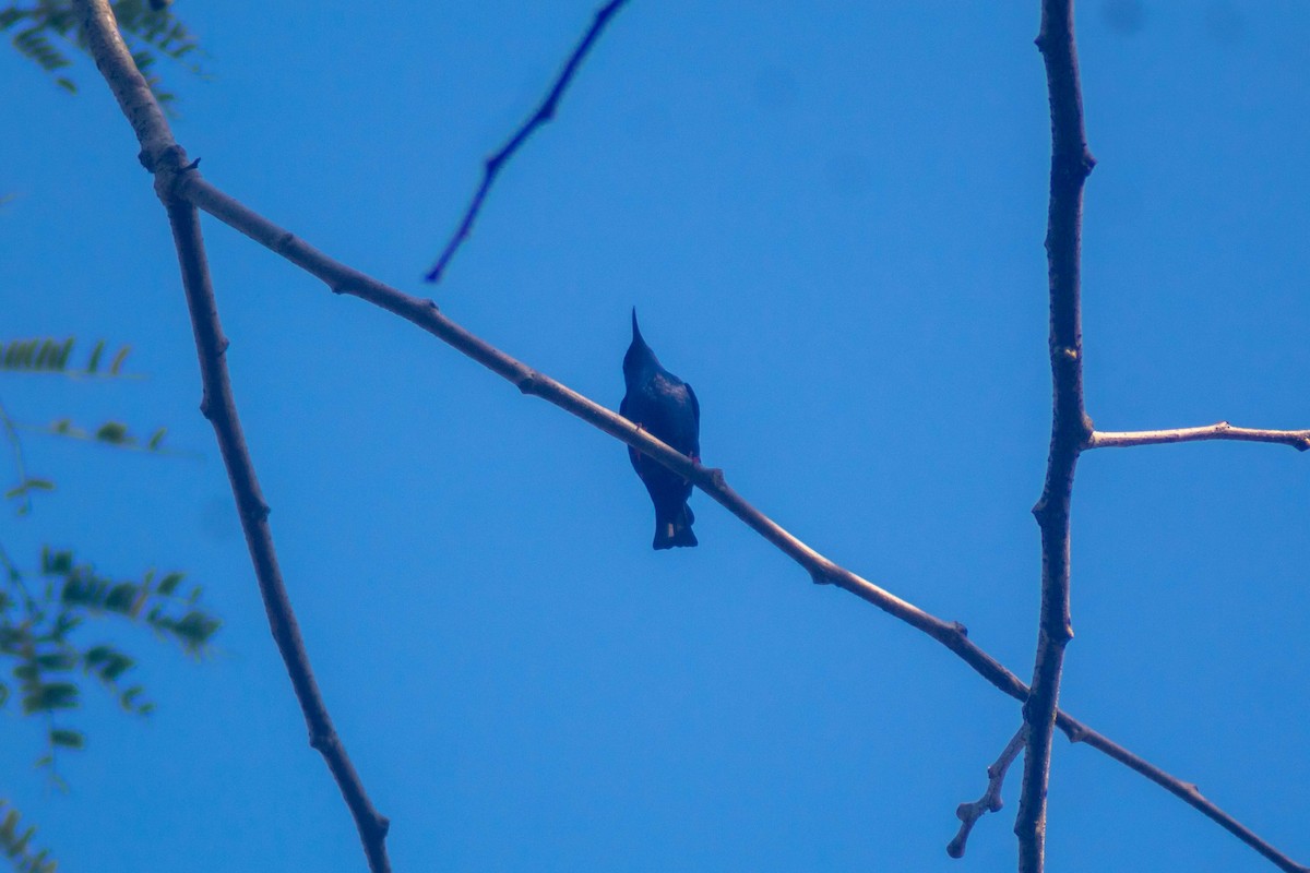 Red-legged Honeycreeper - Manuel de Jesus Hernandez Ancheita