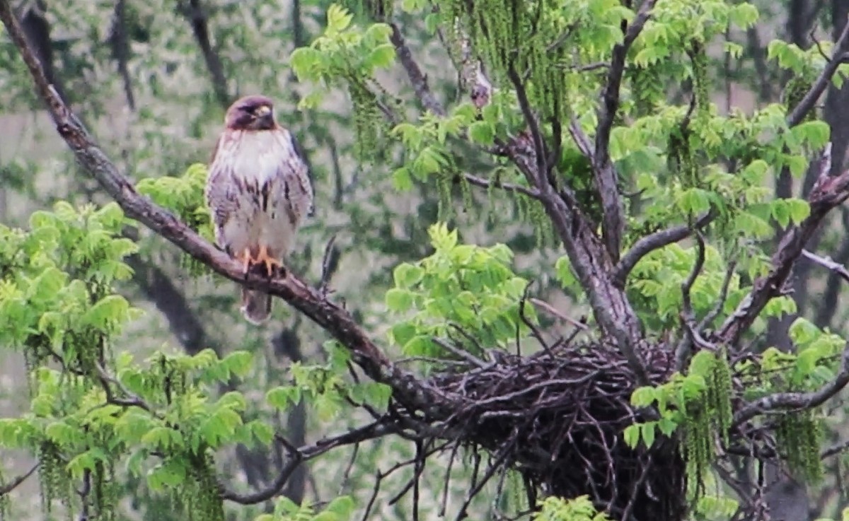 Red-tailed Hawk - Fred Kachmarik