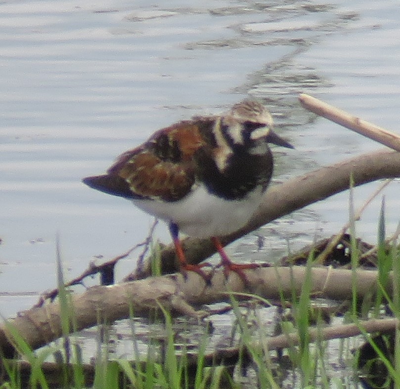 Ruddy Turnstone - ML619135822