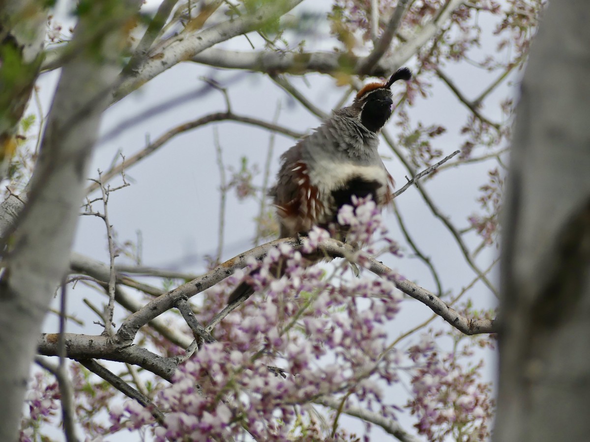 Gambel's Quail - ML619135824