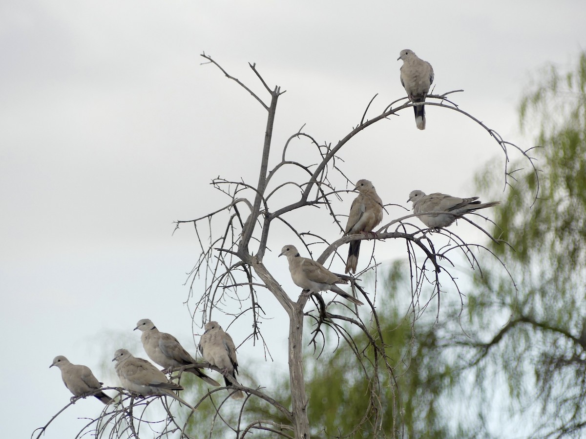 Eurasian Collared-Dove - Dennis Wolter