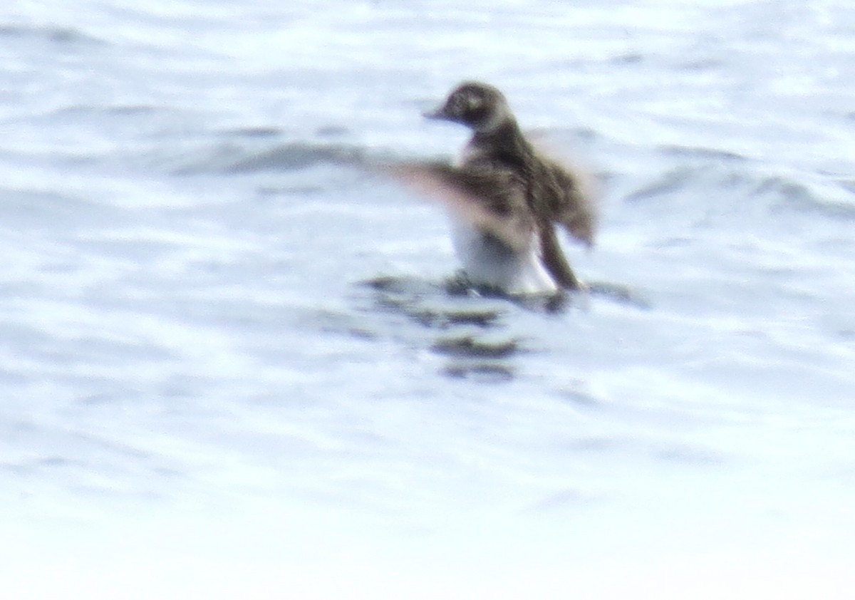 Long-tailed Duck - James Hirtle