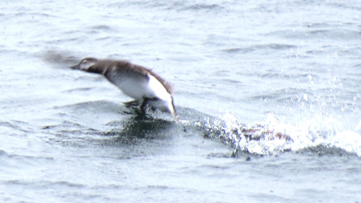 Long-tailed Duck - James Hirtle