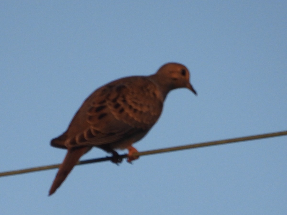 Mourning Dove - Bonnie Brown