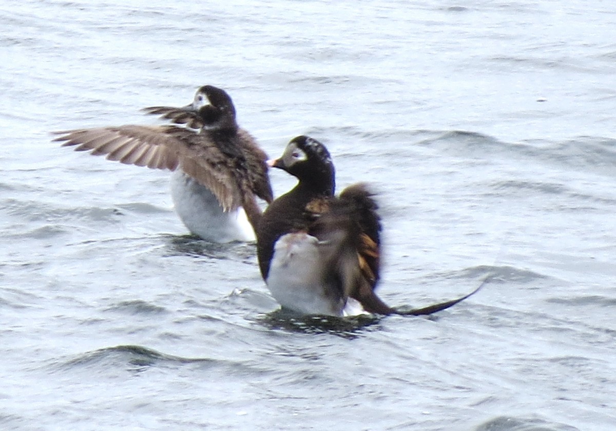 Long-tailed Duck - James Hirtle