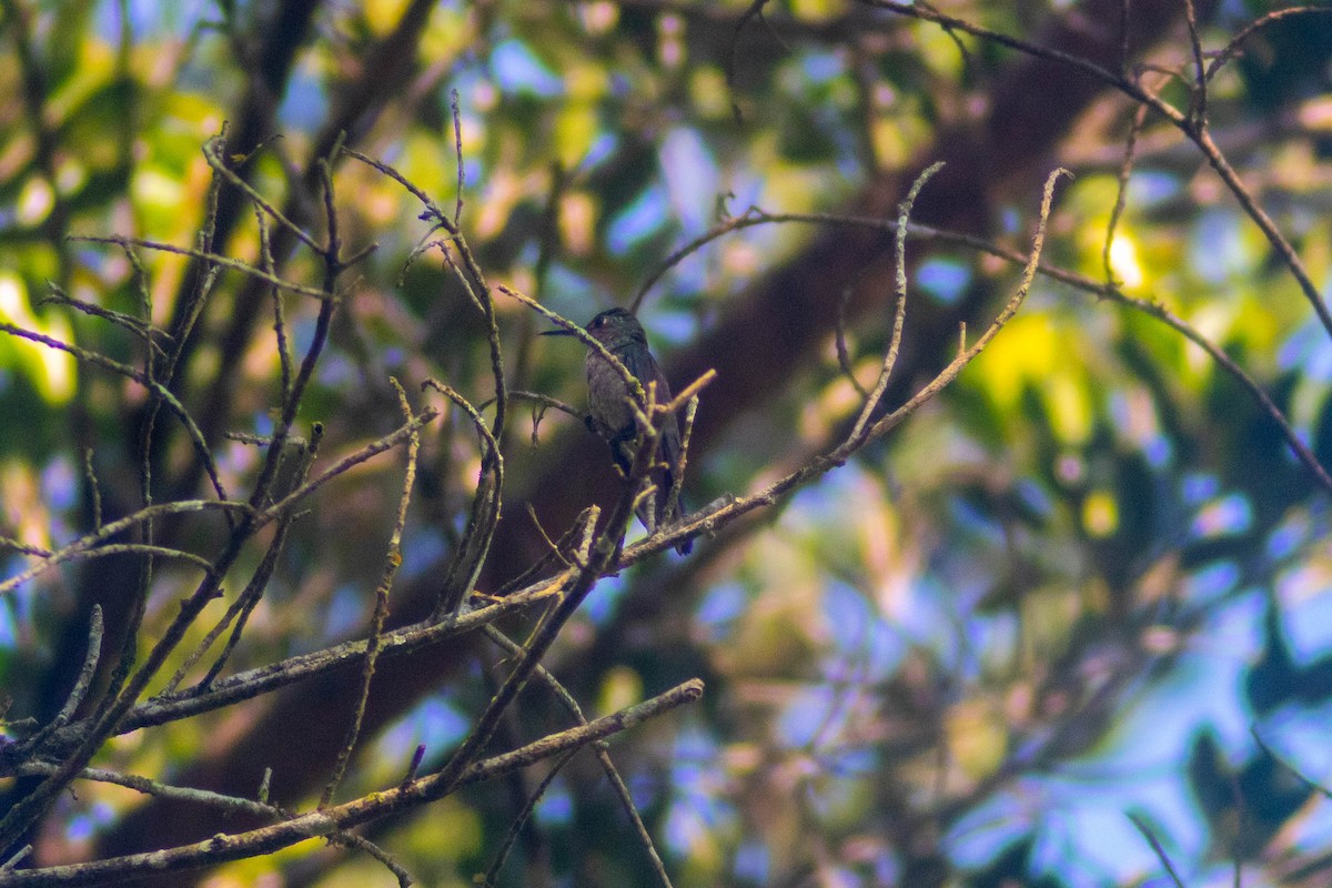 Scaly-breasted Hummingbird - Manuel de Jesus Hernandez Ancheita