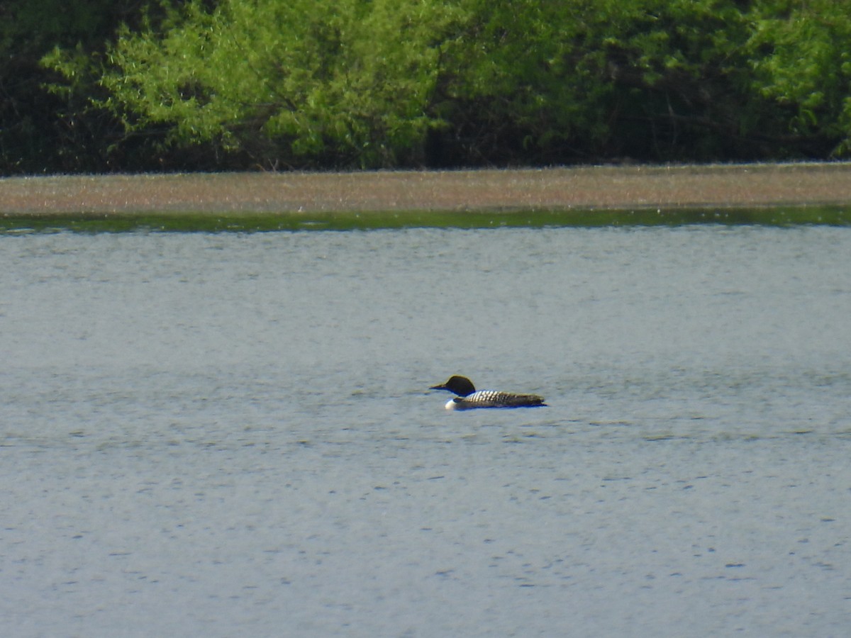 Common Loon - Logan Wilson