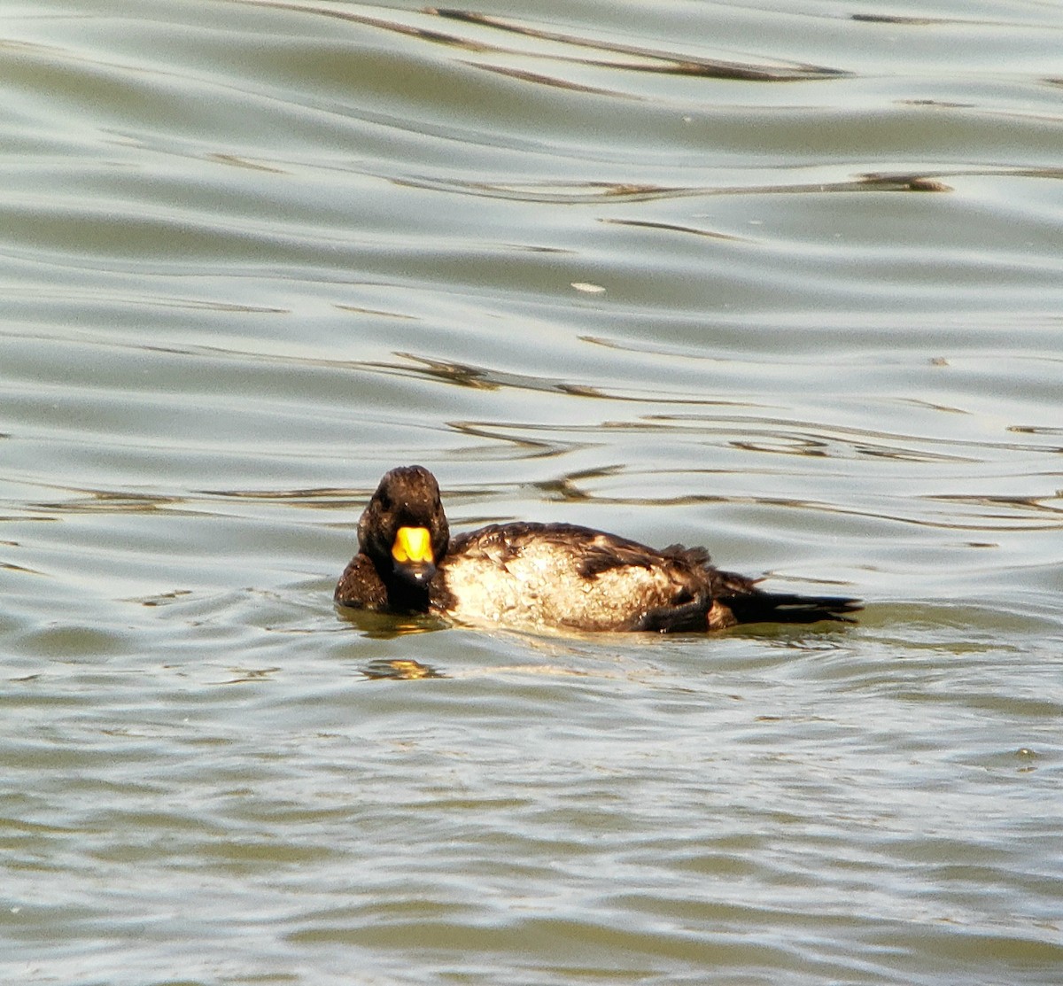 Black Scoter - G. Dwight Mueller